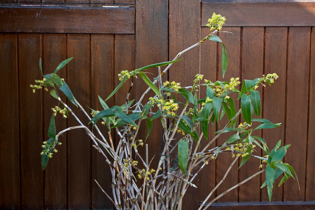 Dendrobium gracilicaule Gracilicaule4