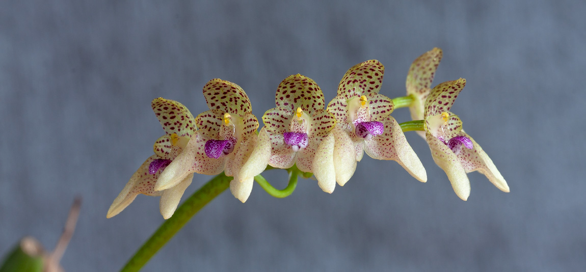 Bulbophyllum guttulatum Guttulatum1