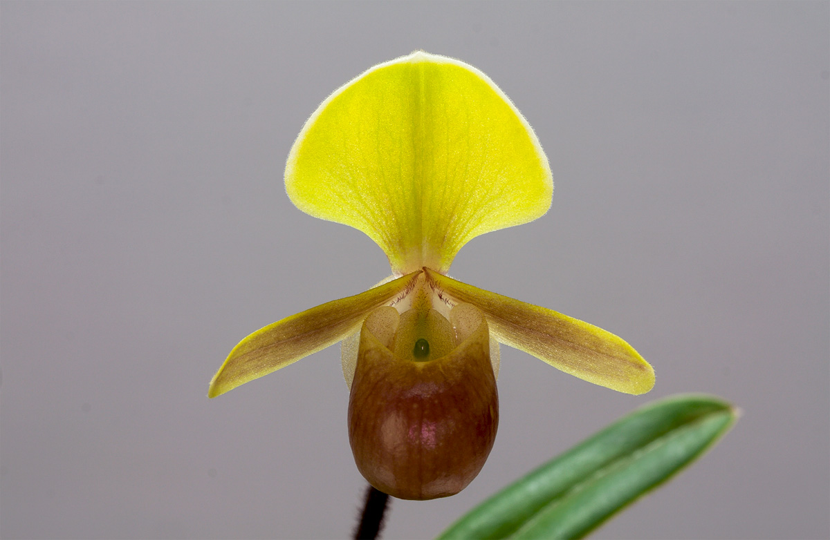 Paphiopedilum helenae Helenae