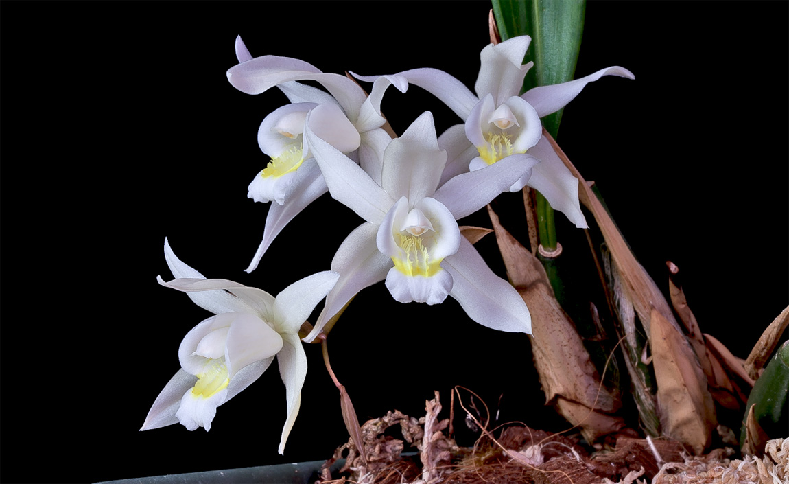 Coelogyne Unchained Melody (cristata x flaccida) titre corrigé Intermedia