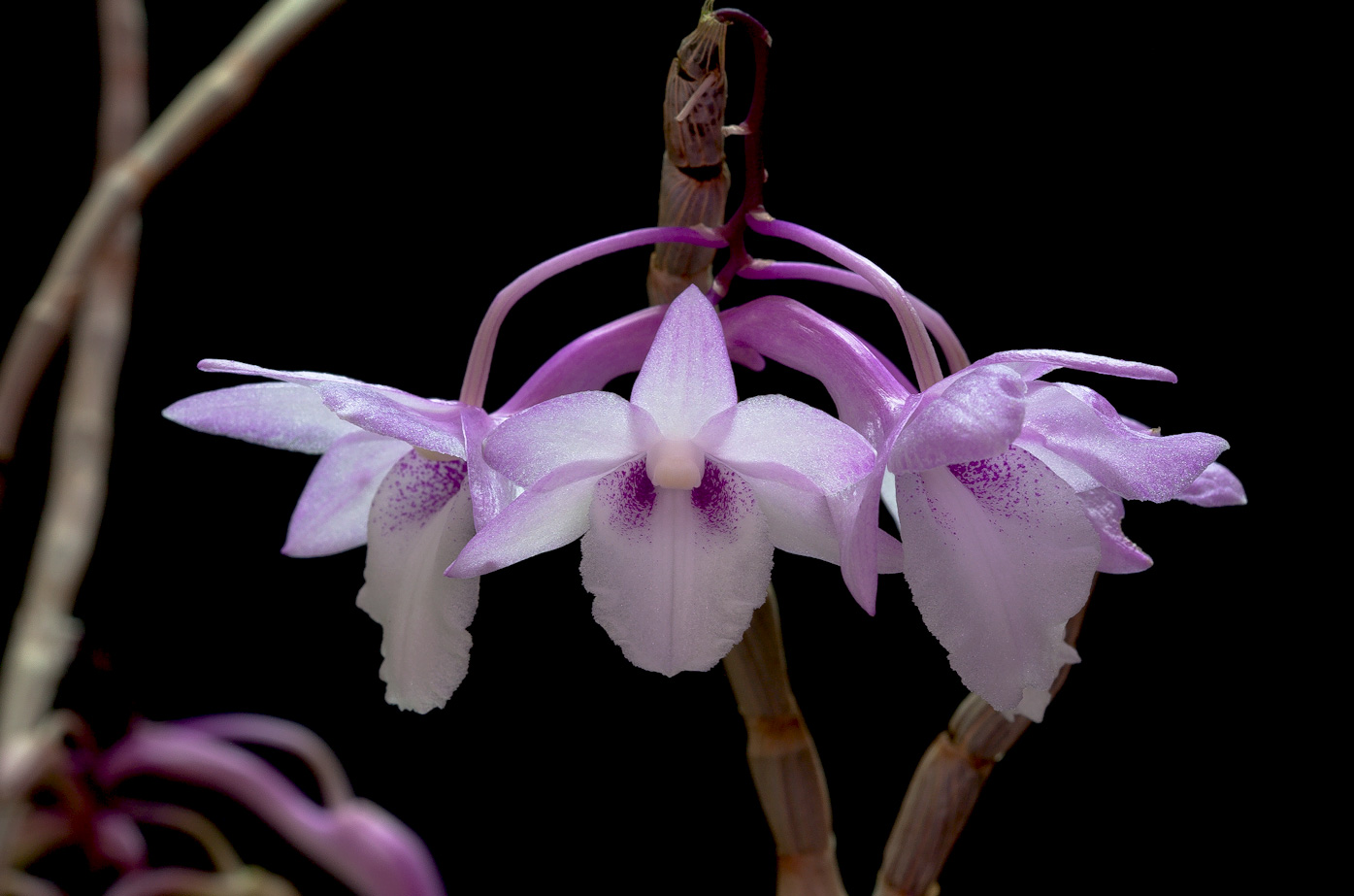 Dendrobium intricatum Intricatum2