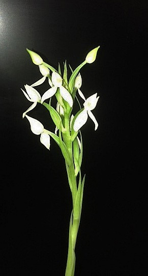 [résolu]Habenaria medusae = Habenaria dentata Jean