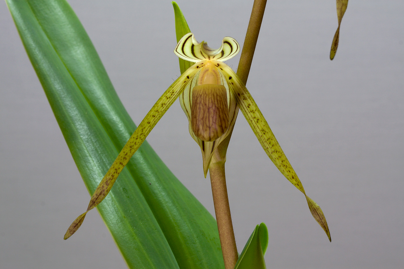 Paphiopedilum kolopakingii Kolopakingii2