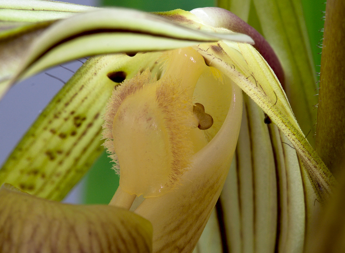 Paphiopedilum kolopakingii Kolopakingii4