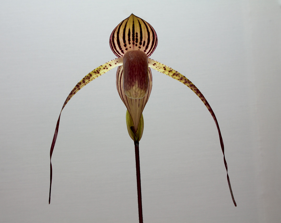 Paphiopedilum Lady Isabel x anitum Lady_isabel_x_anitum2