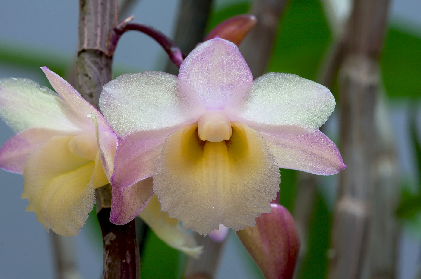 Dendrobium lampongense Lampongense1