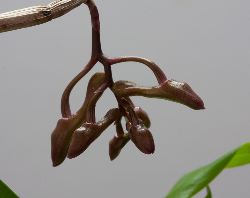 Dendrobium lampongense Lampongense2