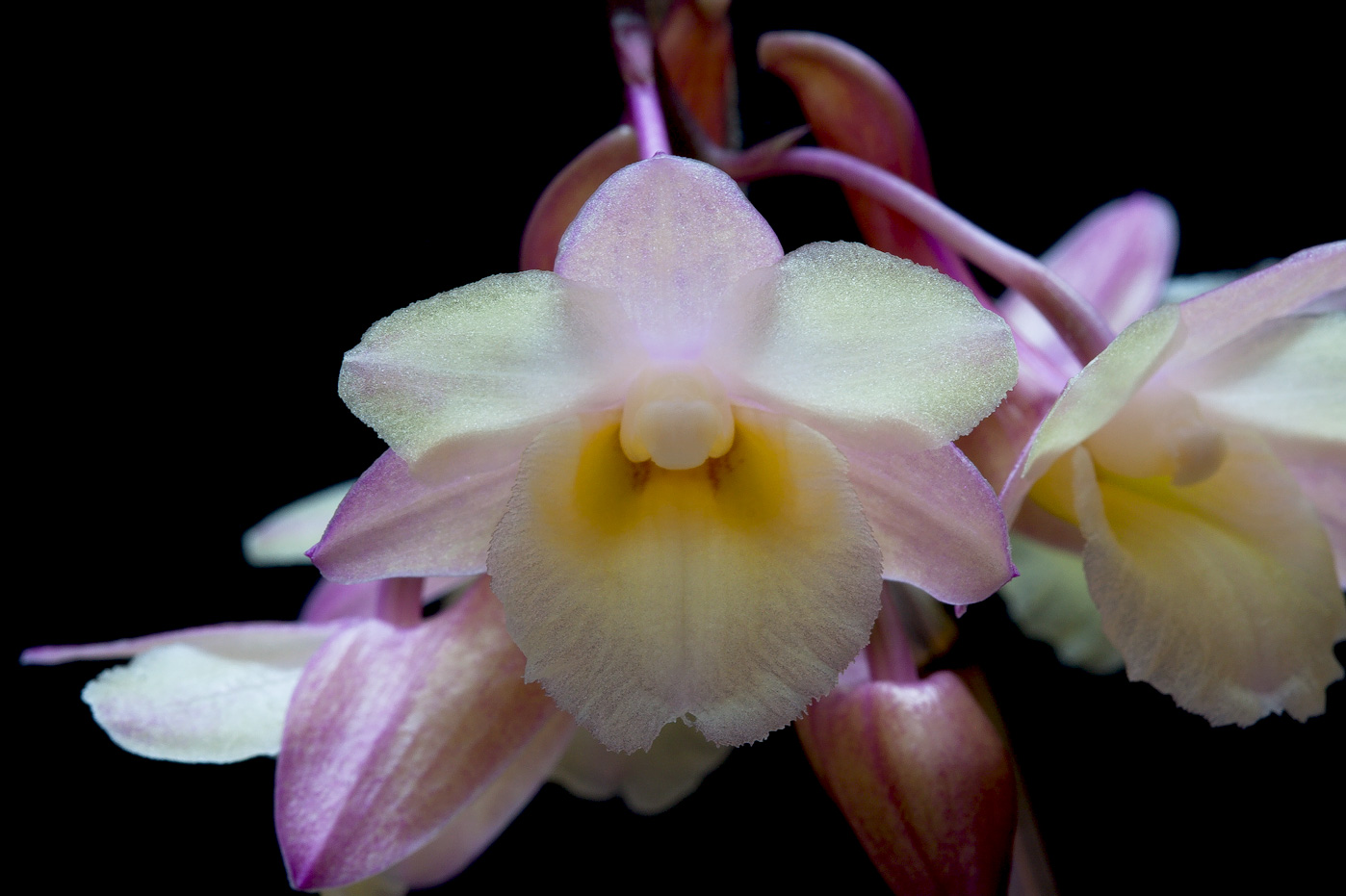 Dendrobium lampongense Lampongense6