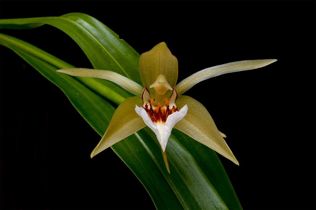 Coelogyne lawrenceana Lawrenceana1