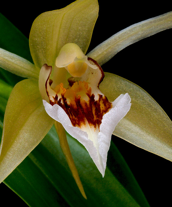 Coelogyne lawrenceana Lawrenceana3