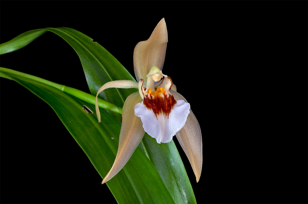 Coelogyne lawrenceana Lawrenceana4