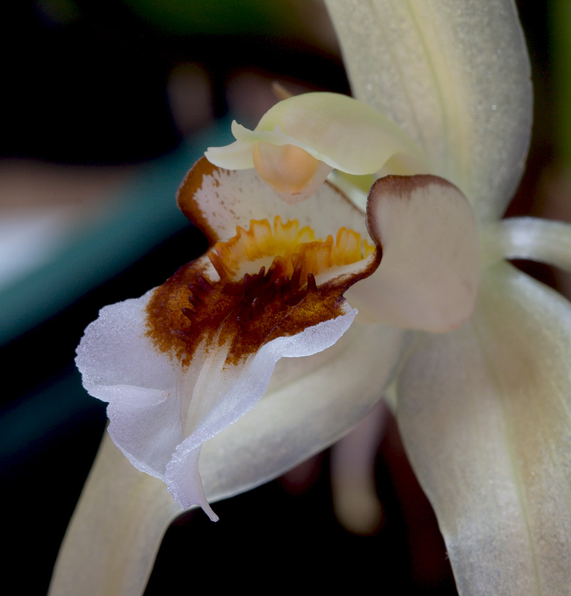 Coelogyne lawrenceana Lawrenceana9