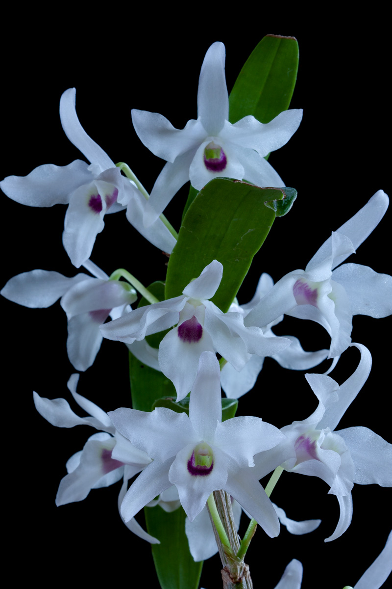 Dendrobium lituiflorum Lituiflorum5