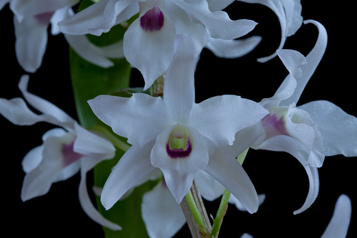 Dendrobium lituiflorum Lituiflorum6