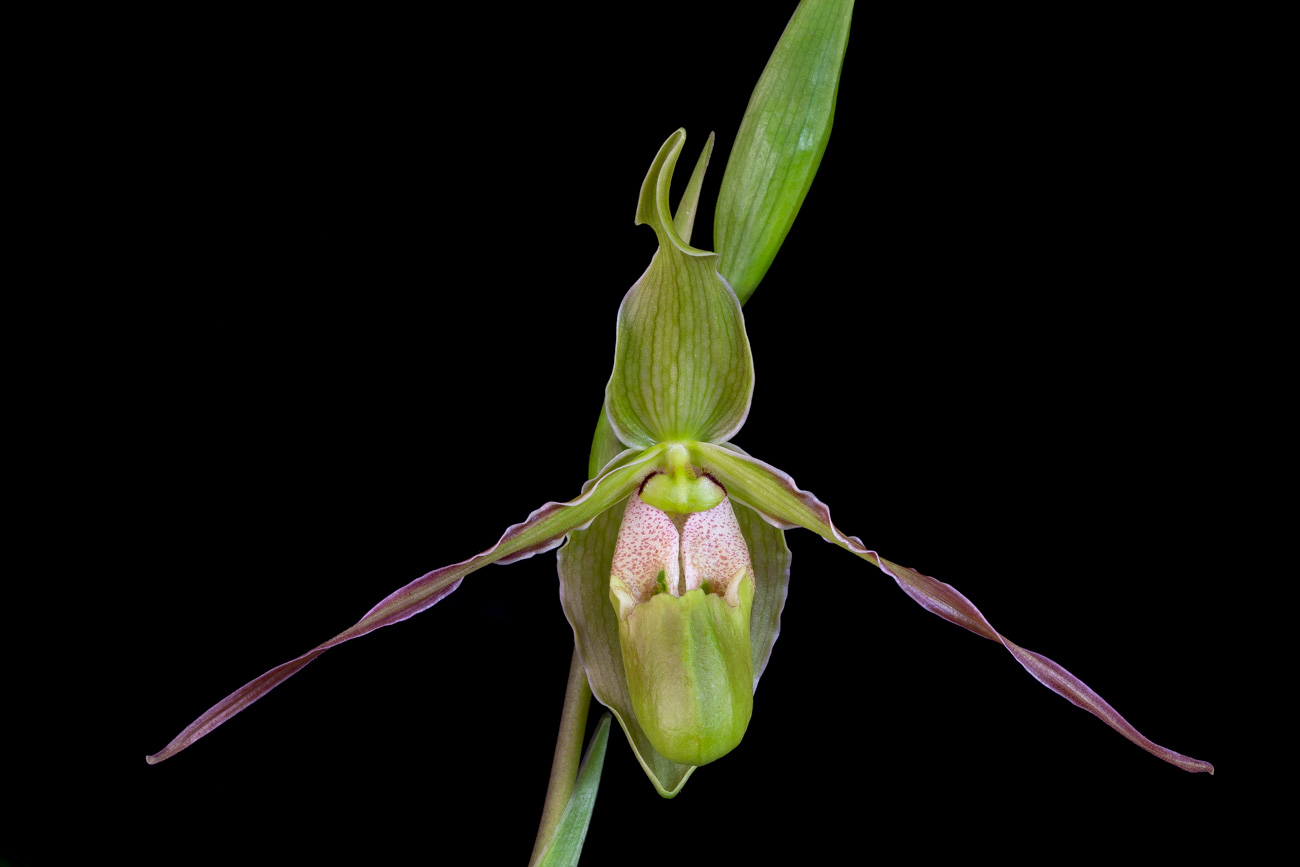 Phragmipedium longifolium Longifolium