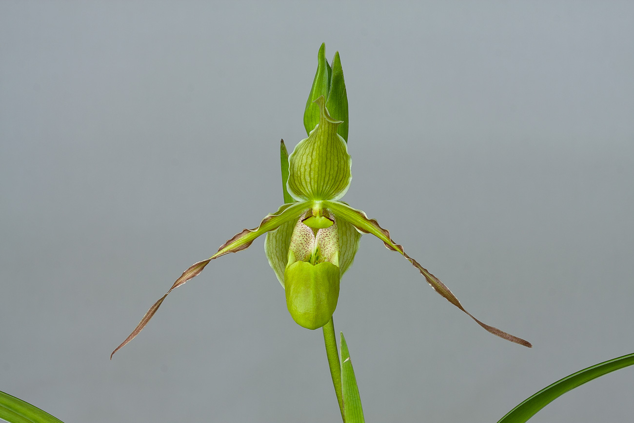 Phragmipedium longifolium Longifolium3