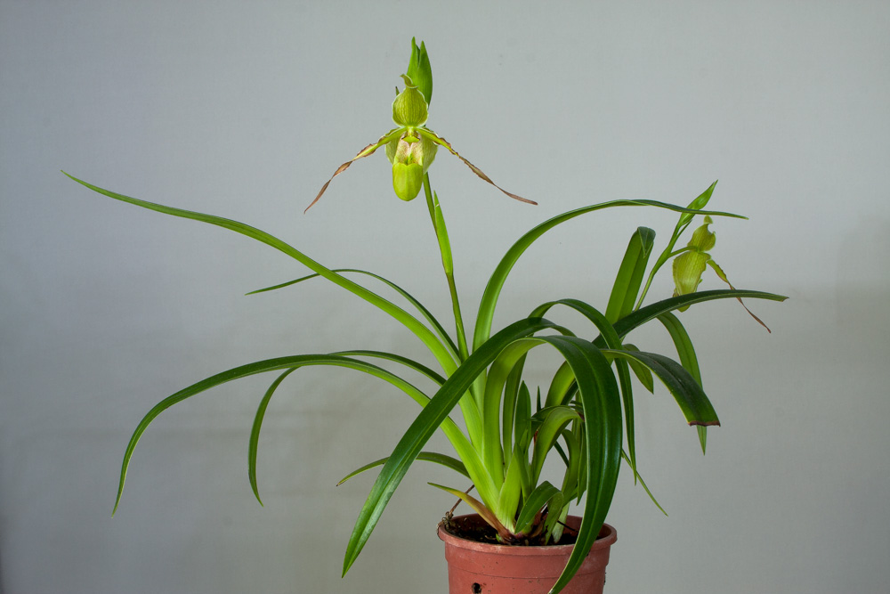 Phragmipedium longifolium Longifolium4