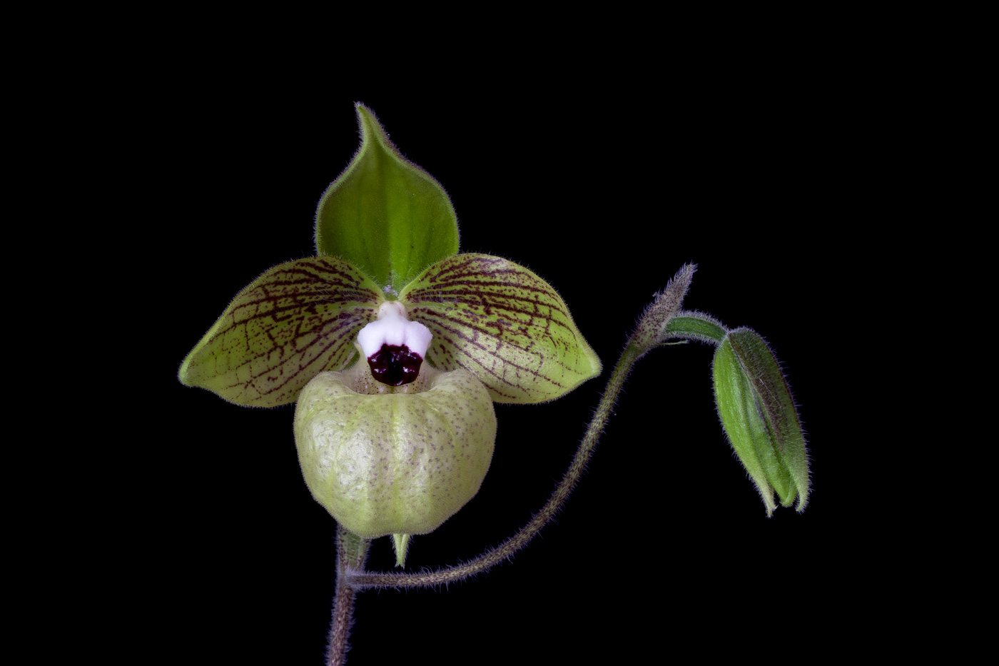 Paphiopedilum malipoense Malipoense1