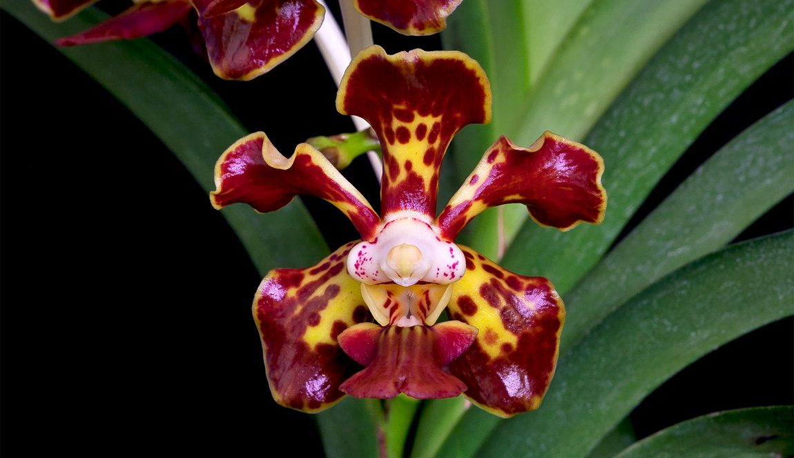 Vanda merrillii Merillii2