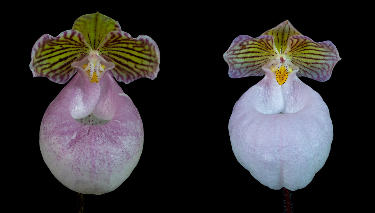 Paphiopedilum micranthum Micranthum12