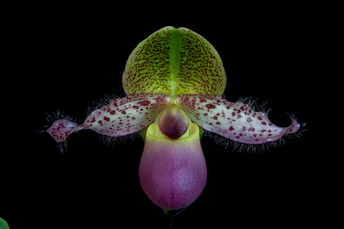 Paphiopedilum moquetteanum Moquetteanum2