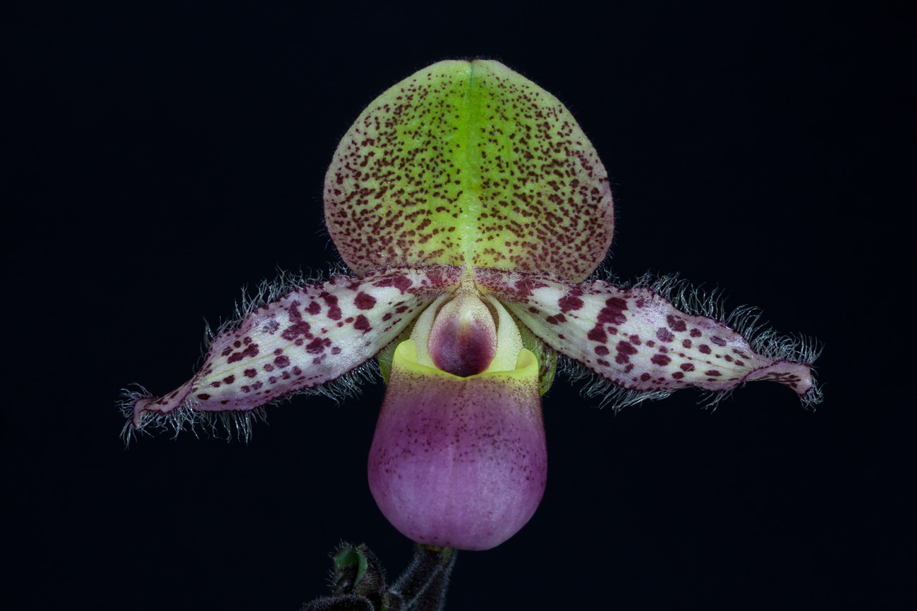 Paphiopedilum moquetteanum Moquetteanum4