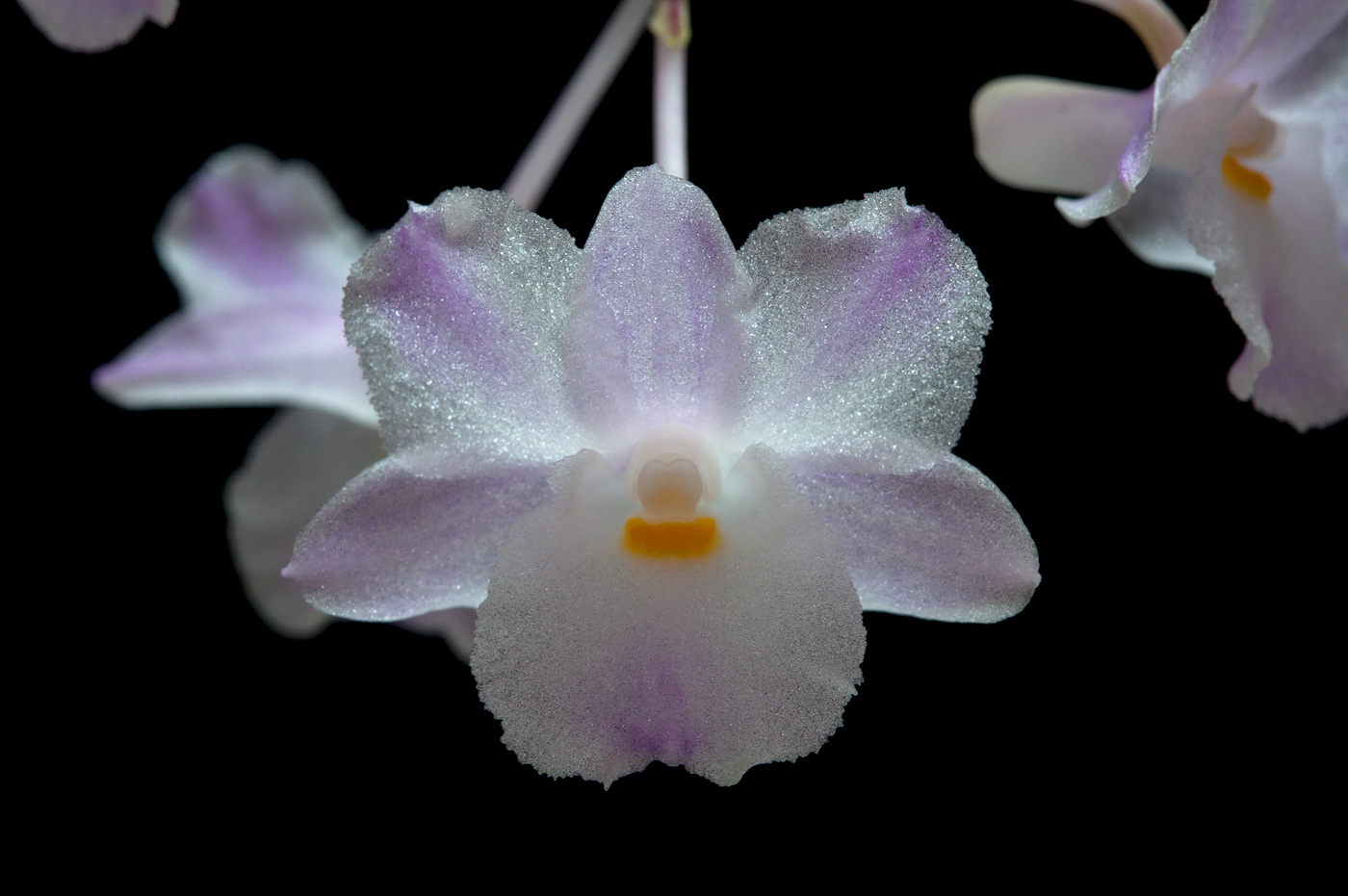 Dendrobium mutabile Mutabile2