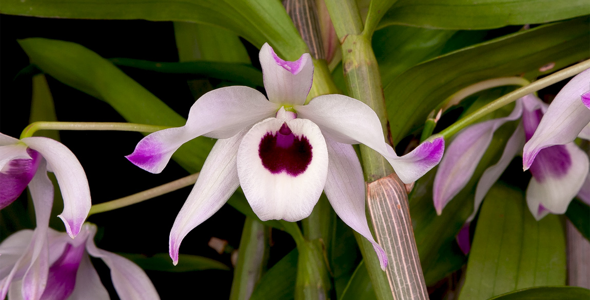 Dendrobium hybride de type nobile Nobile2