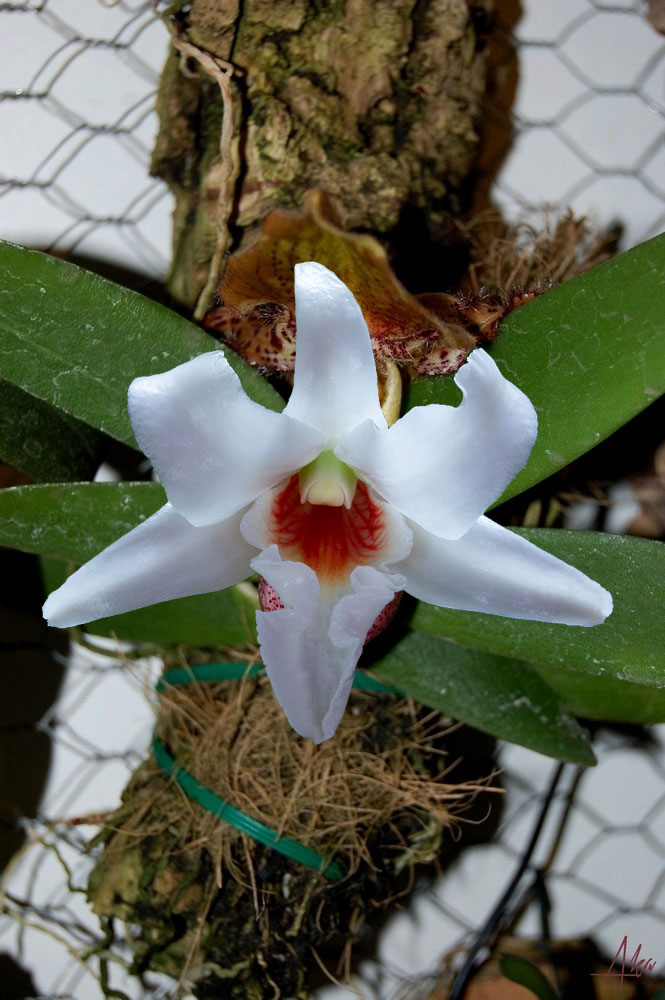 Dendrobium draconis Paphio_draconis