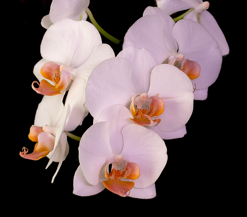 Phalaenopsis sans nom Phalaeno