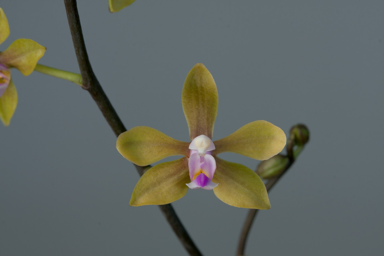 Phalaenopsis stobartiana Phalaeno_fabrice1