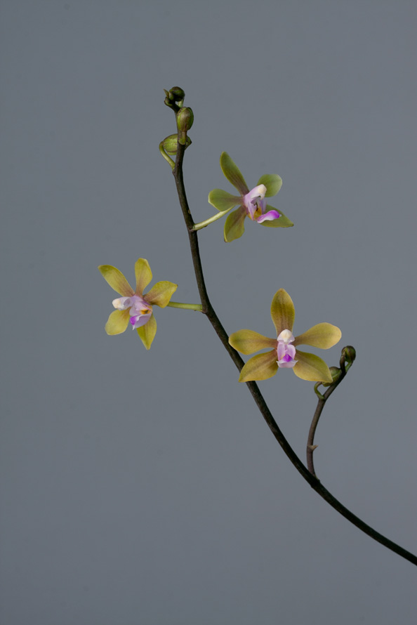 Phalaenopsis stobartiana Phalaeno_fabrice2