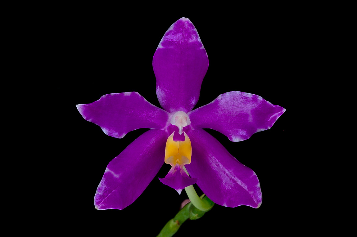 Phalaenopsis pulchra Pulchra