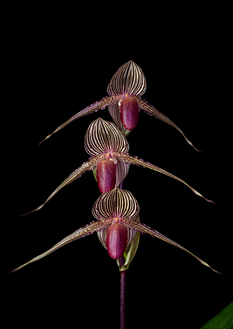 Paphiopedilum rothschildianum 'Queen' x 'Tiger' Roth1