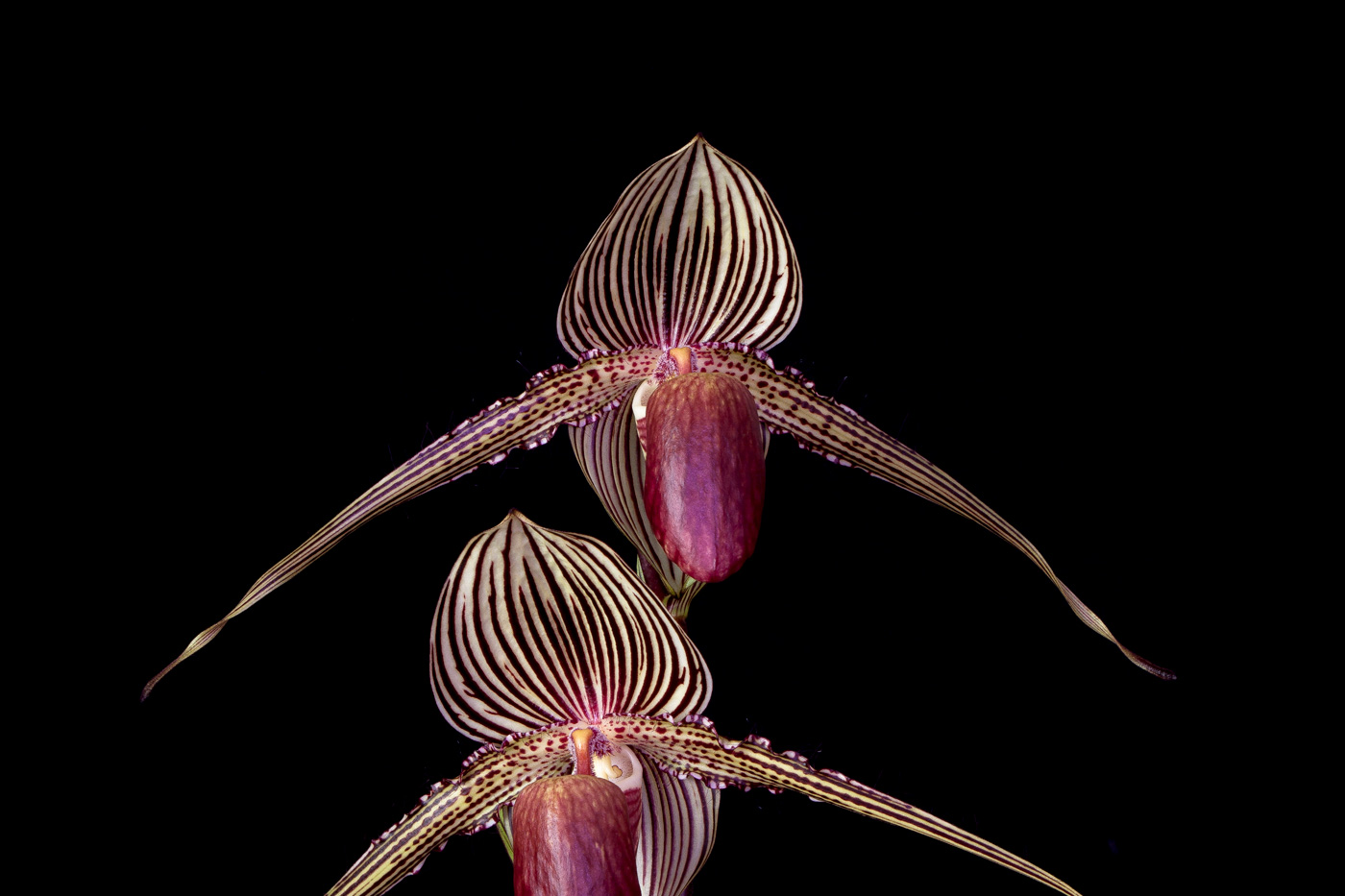 Paphiopedilum rothschildianum 'Queen' x 'Tiger' Roth2