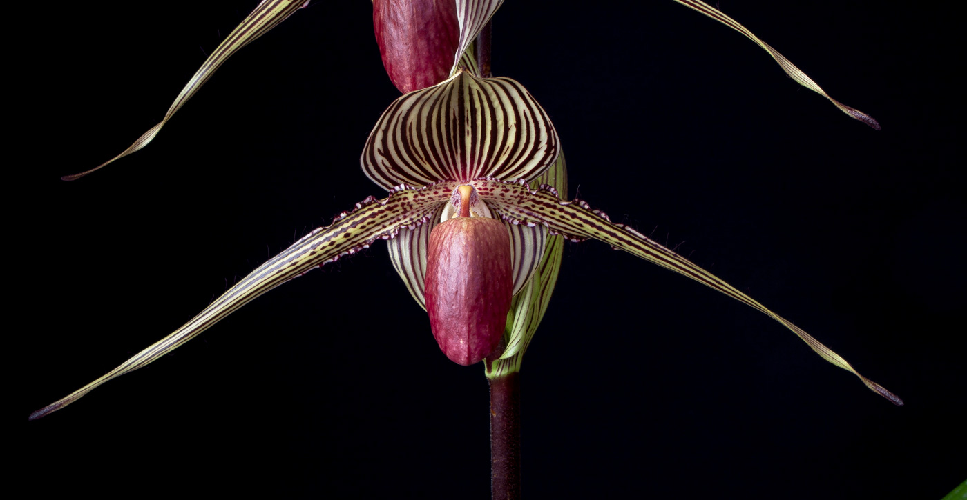 Paphiopedilum rothschildianum 'Queen' x 'Tiger' Roth3