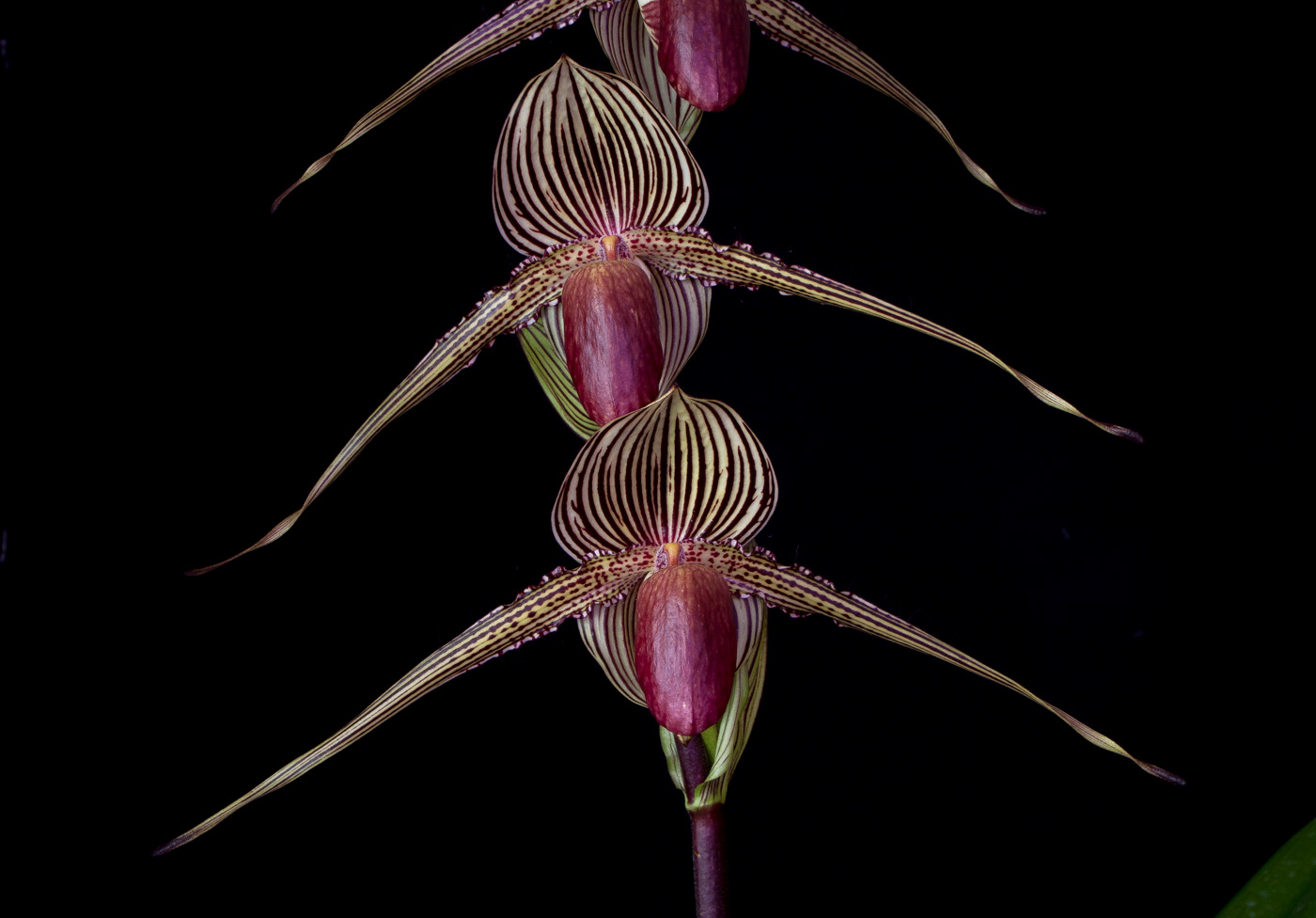 Paphiopedilum rothschildianum 'Queen' x 'Tiger' Roth4