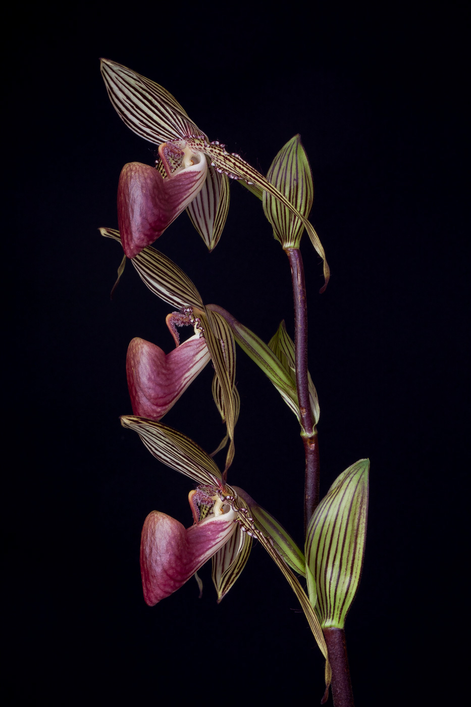 Paphiopedilum rothschildianum 'Queen' x 'Tiger' Roth6