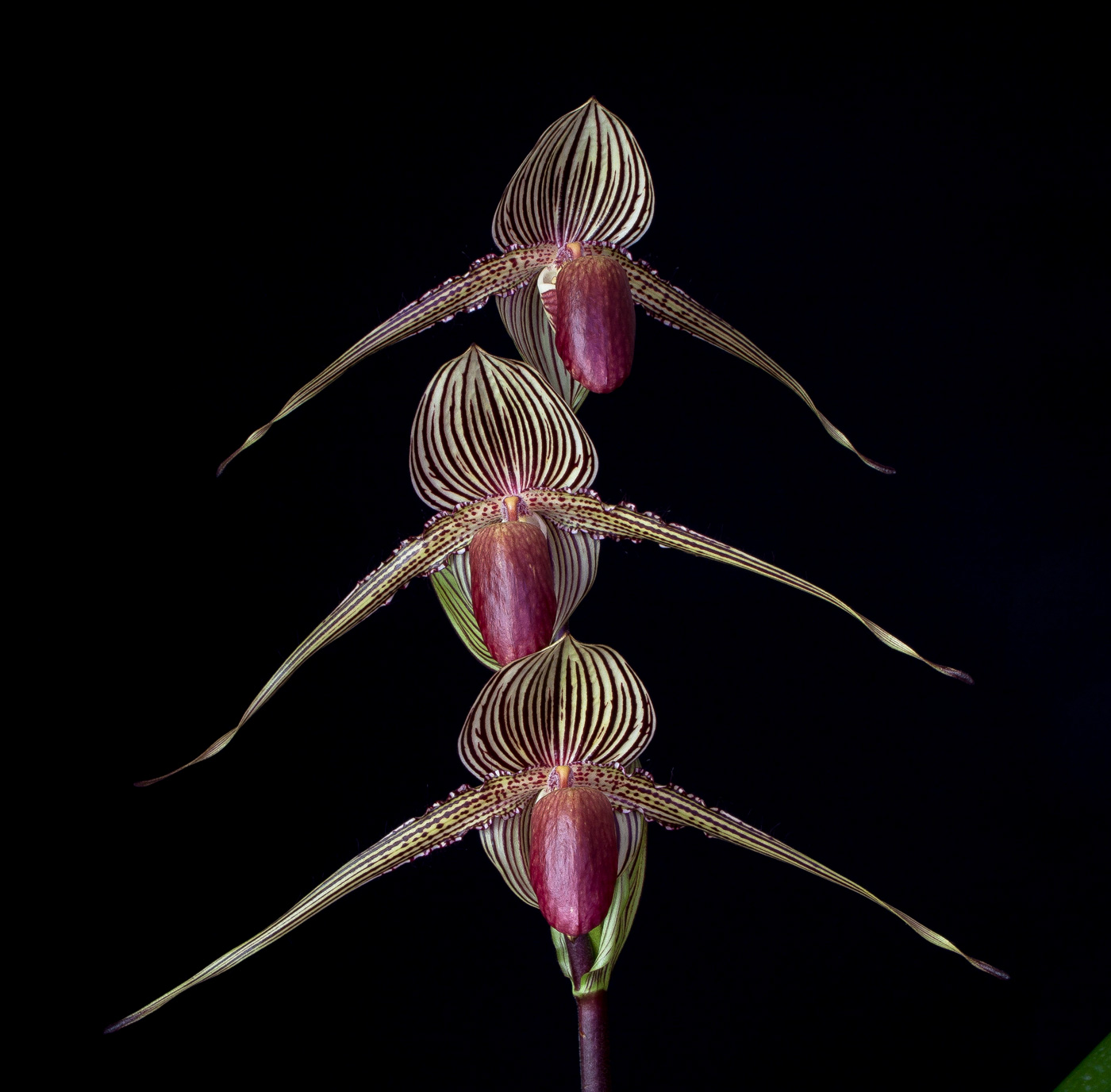 Paphiopedilum rothschildianum 'Queen' x 'Tiger' Roth7