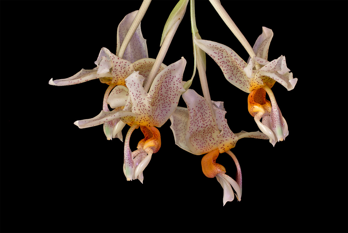 Stanhopea saccata Saccata2