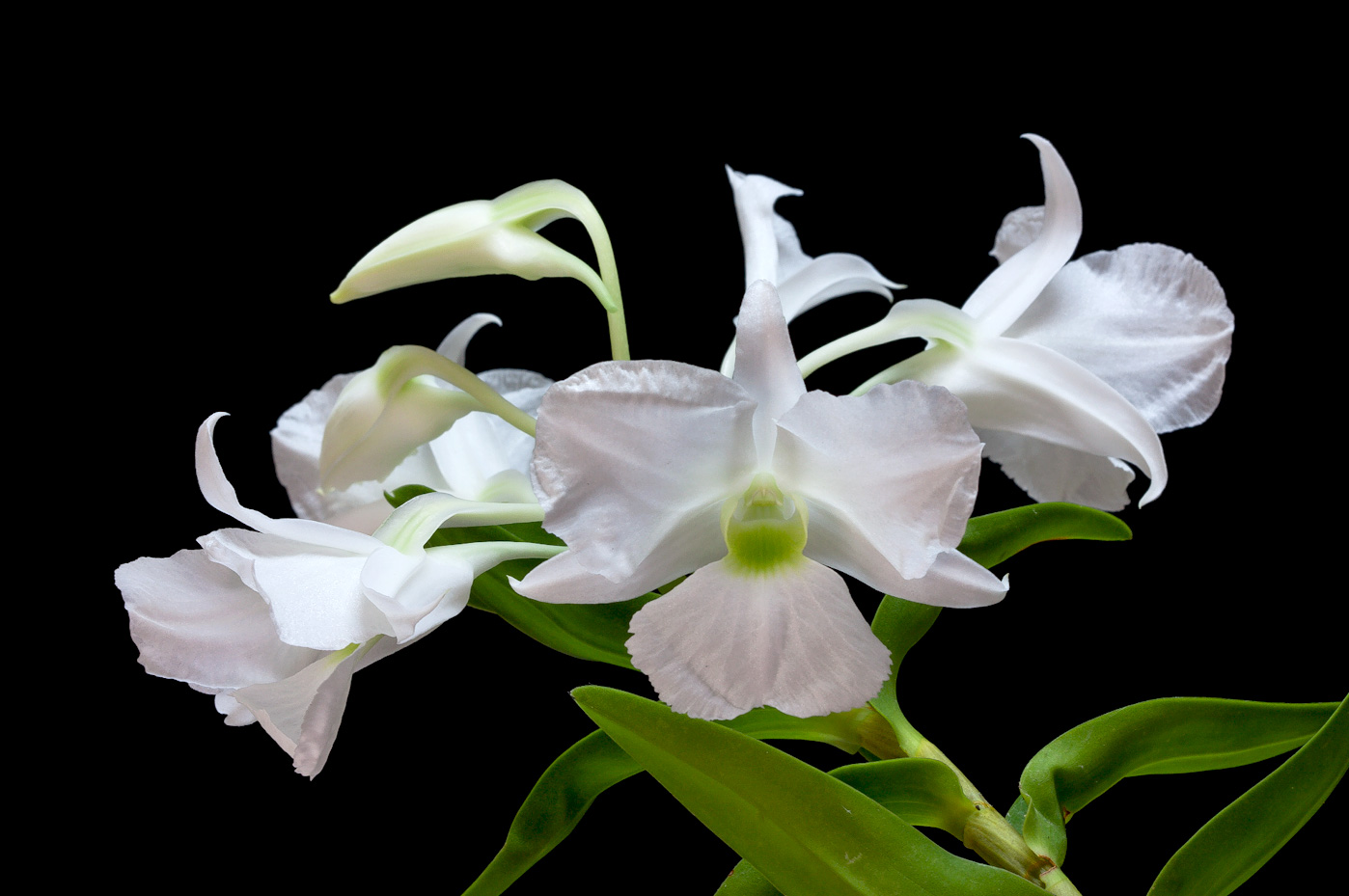 Dendrobium sanderae f. luzonica Sanderae_luzonica2