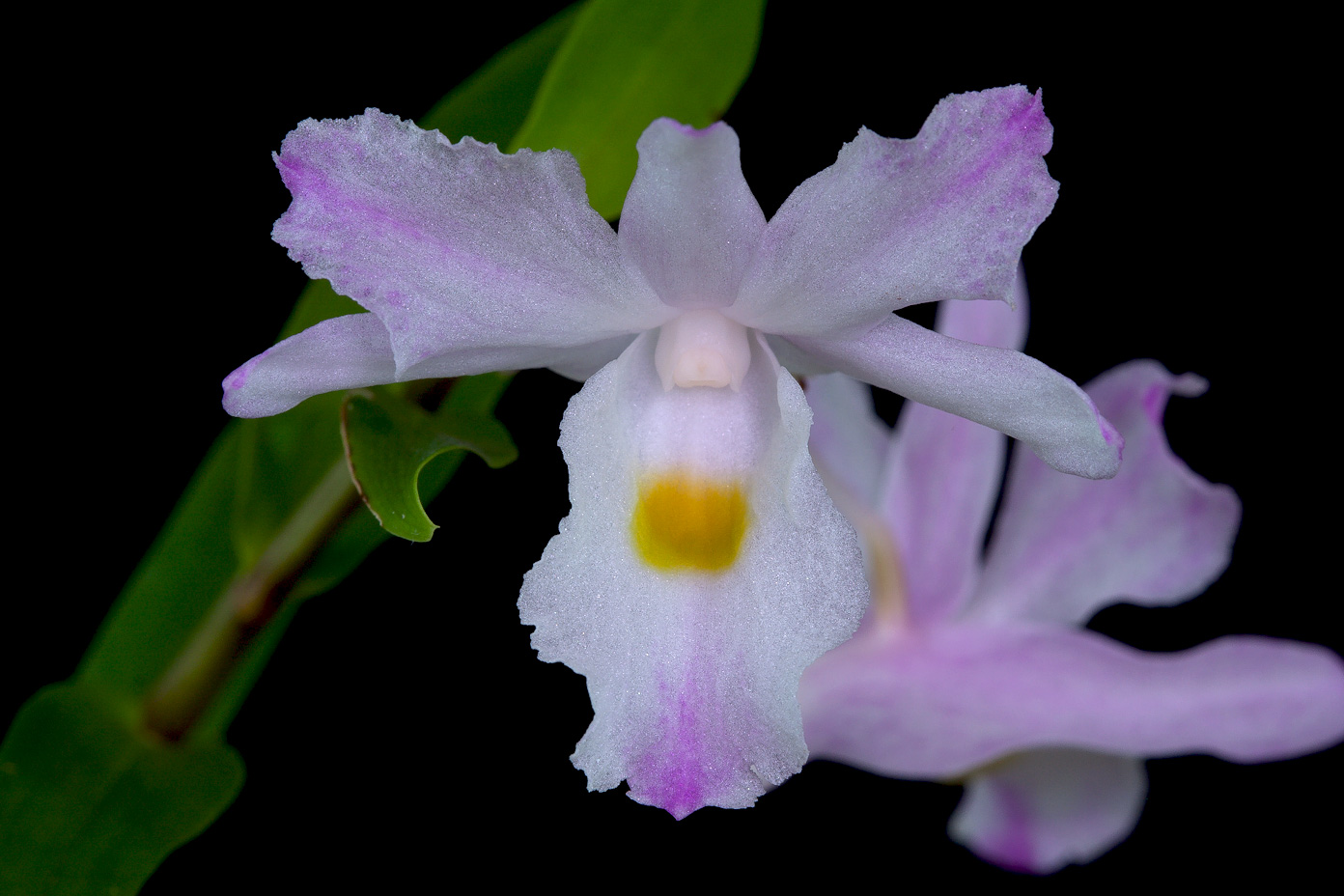 Dendrobium spathilingue Spathilingue