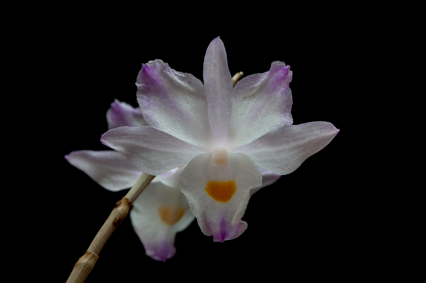 Dendrobium spathilingue Spathilingue2