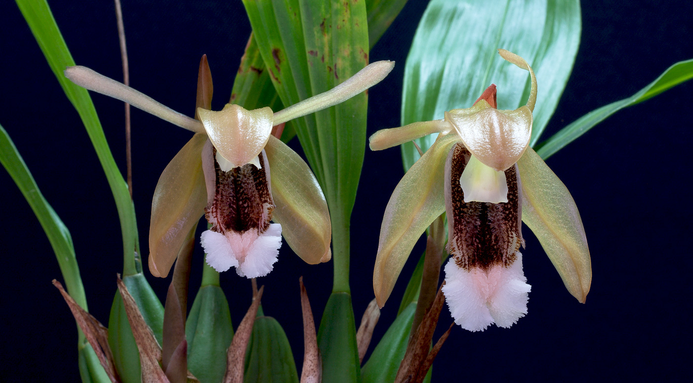 Coelogyne speciosa Speciosa4