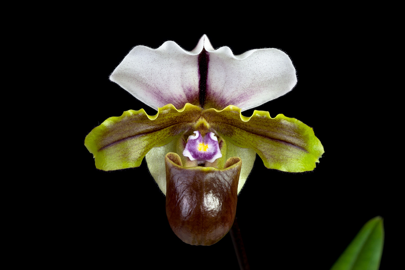 Paphiopedilum spicerianum Spicerianum1