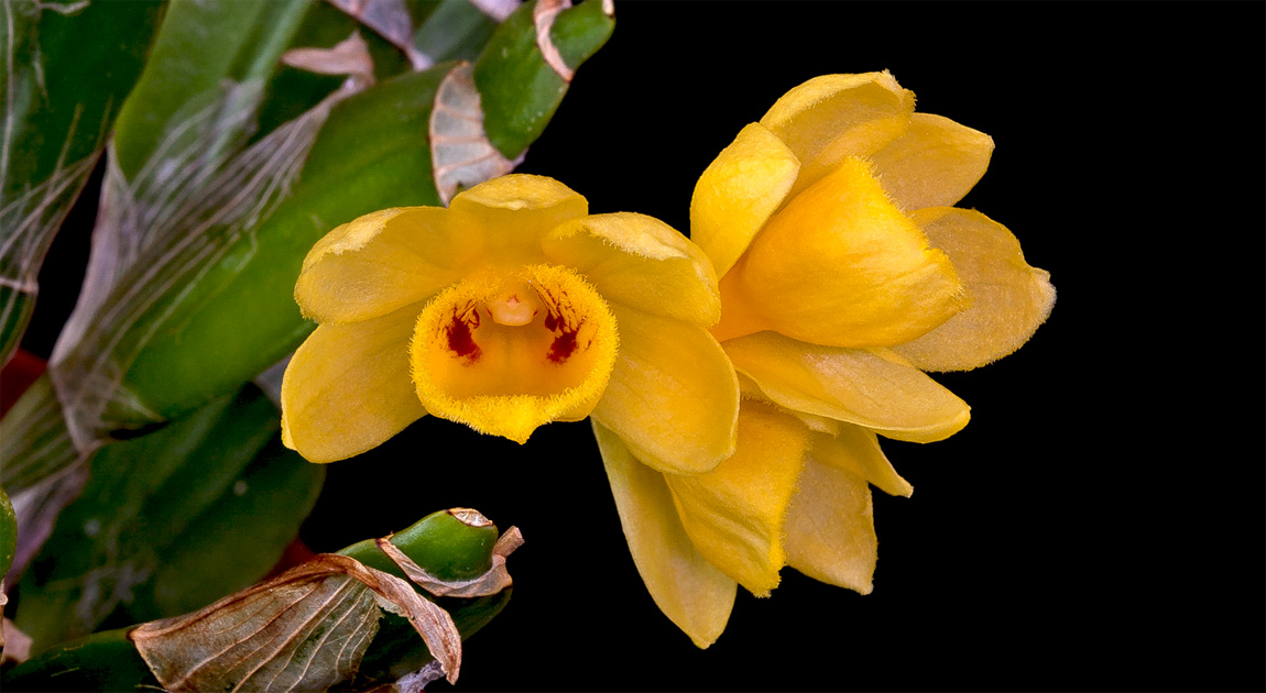 Dendrobium sulcatum Sulcatum