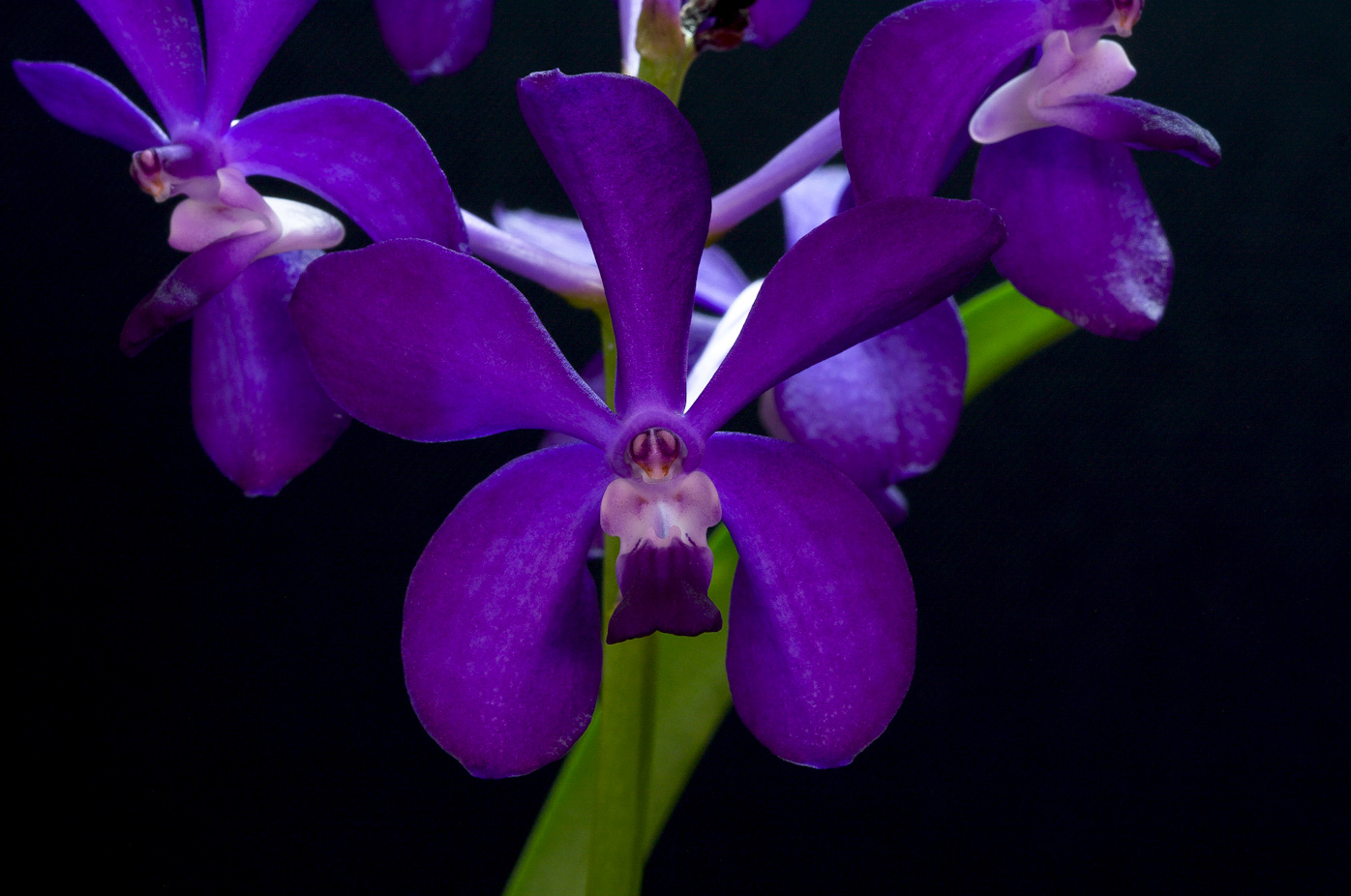 Vandachostylis Thai Sky Tai_sky3