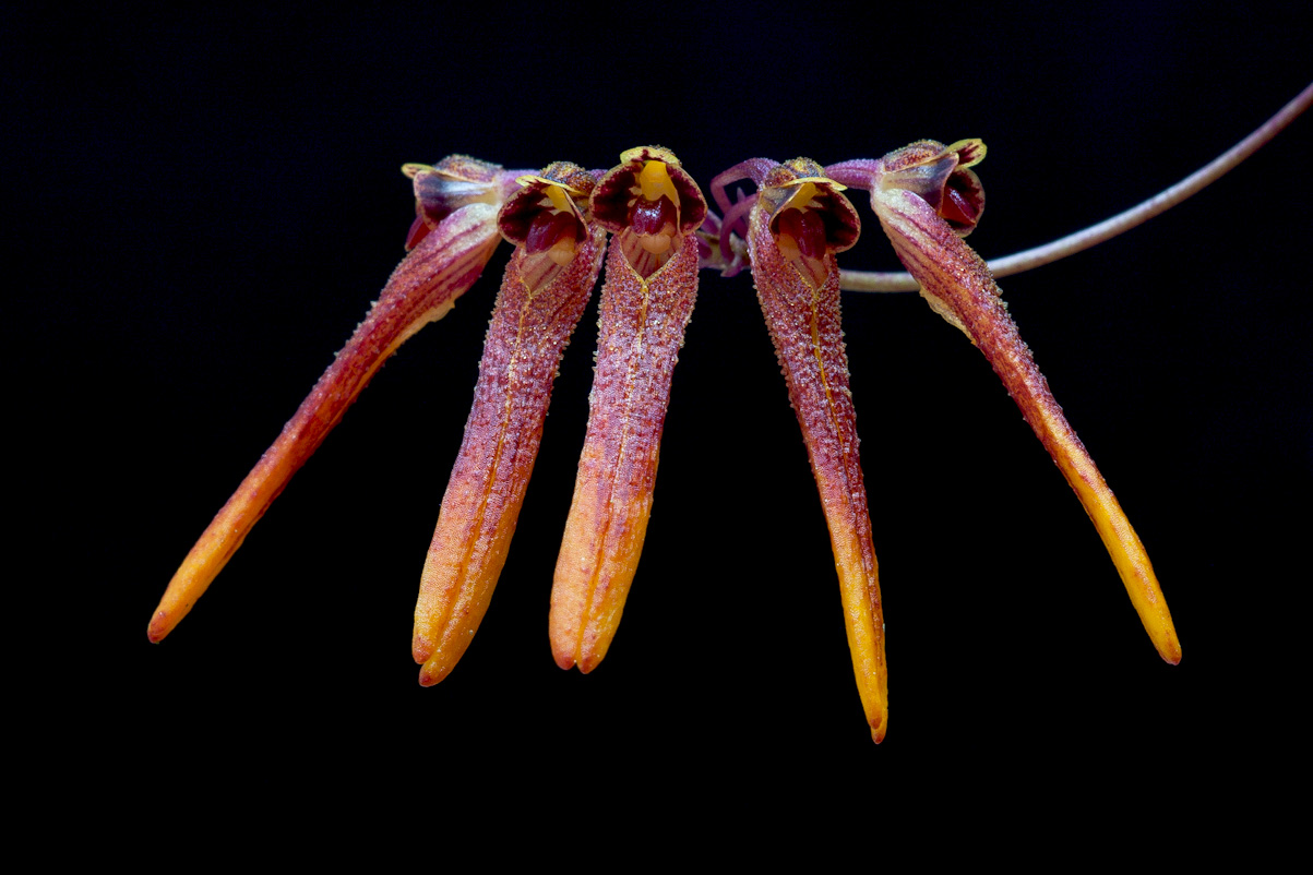 Bulbophyllum thaiorum Taiorum