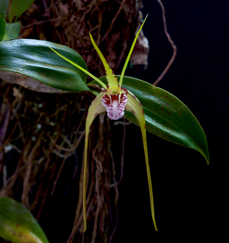 Dendrobium tetragonum subsp. giganteum Tetragonum2