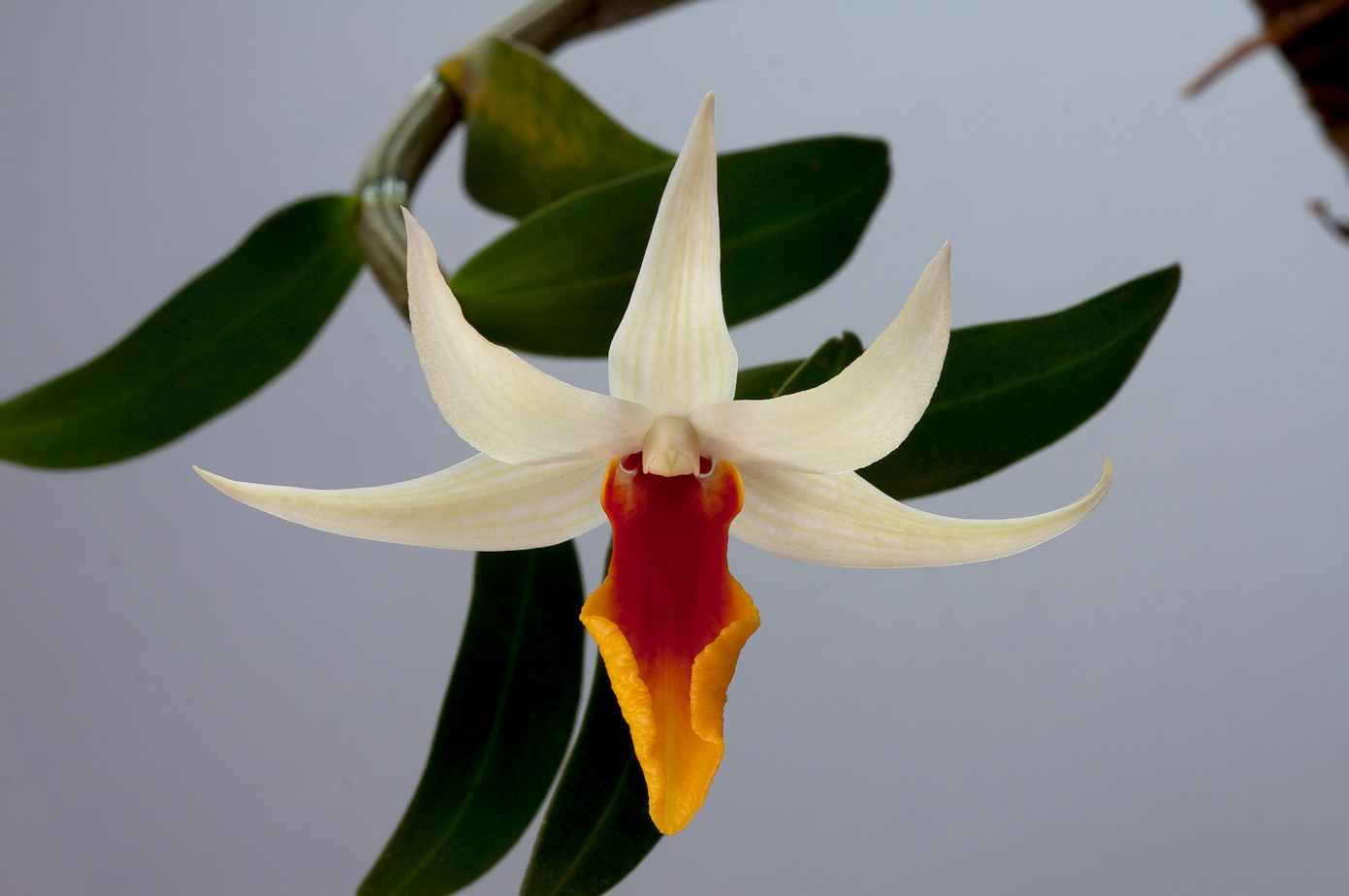 Dendrobium tobaense x draconis Tobaense_draconis3